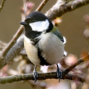 Japanese Tit Mt. Tsukuba Sun, 12/15/2019