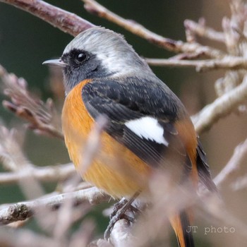 Daurian Redstart Mt. Tsukuba Sat, 1/11/2020