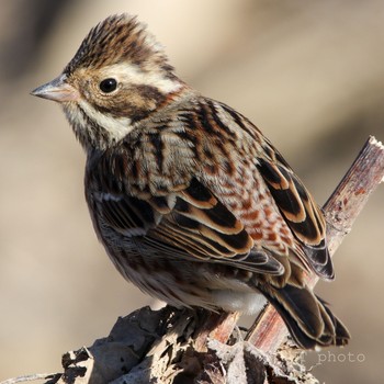 Rustic Bunting Watarase Yusuichi (Wetland) Sun, 1/5/2020