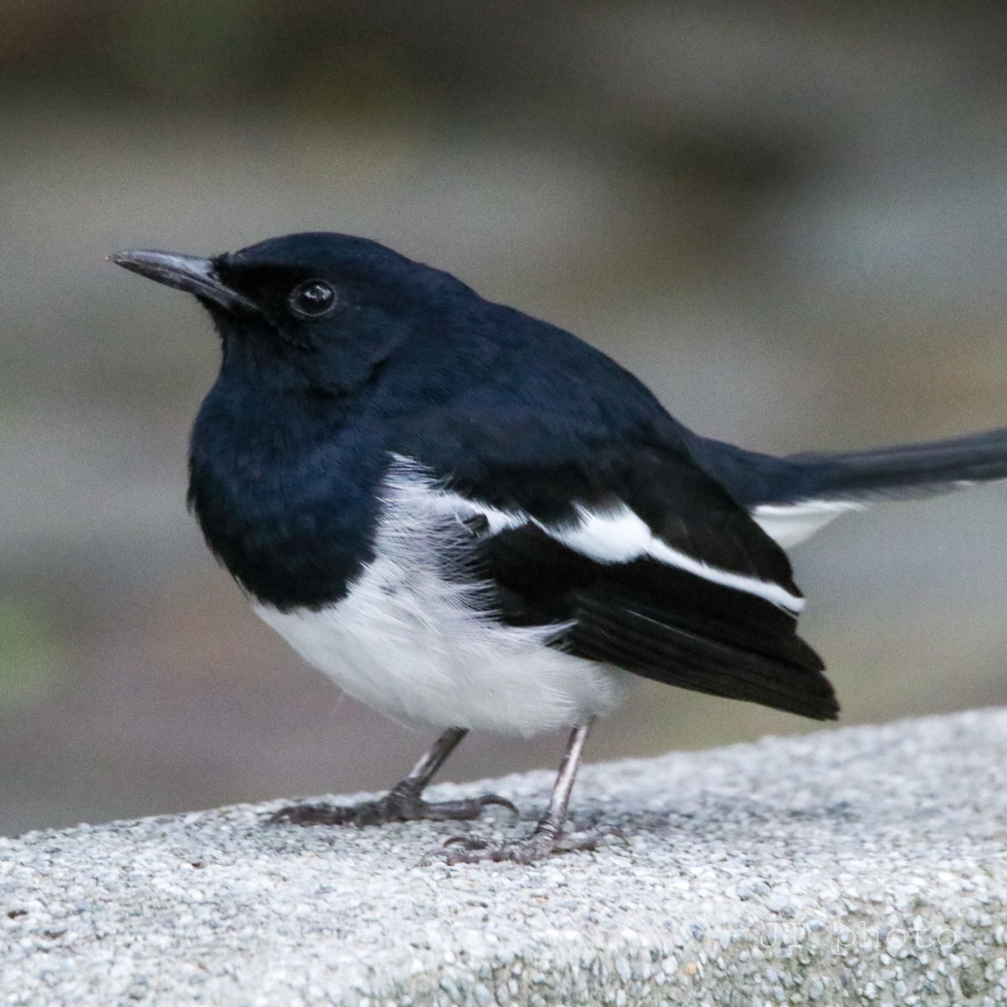 Photo of Oriental Magpie-Robin at 大安森林公園 by nejimakibird