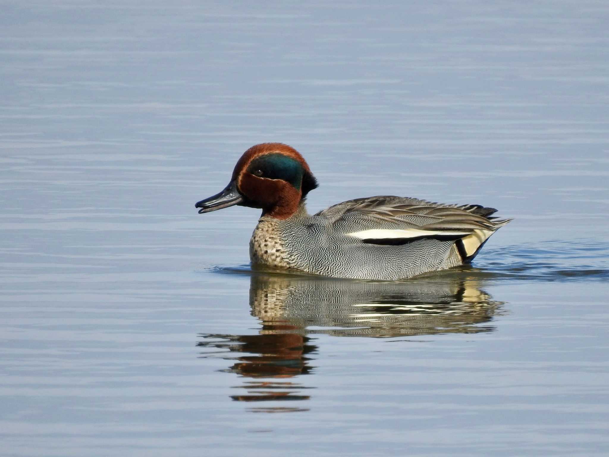 Eurasian Teal