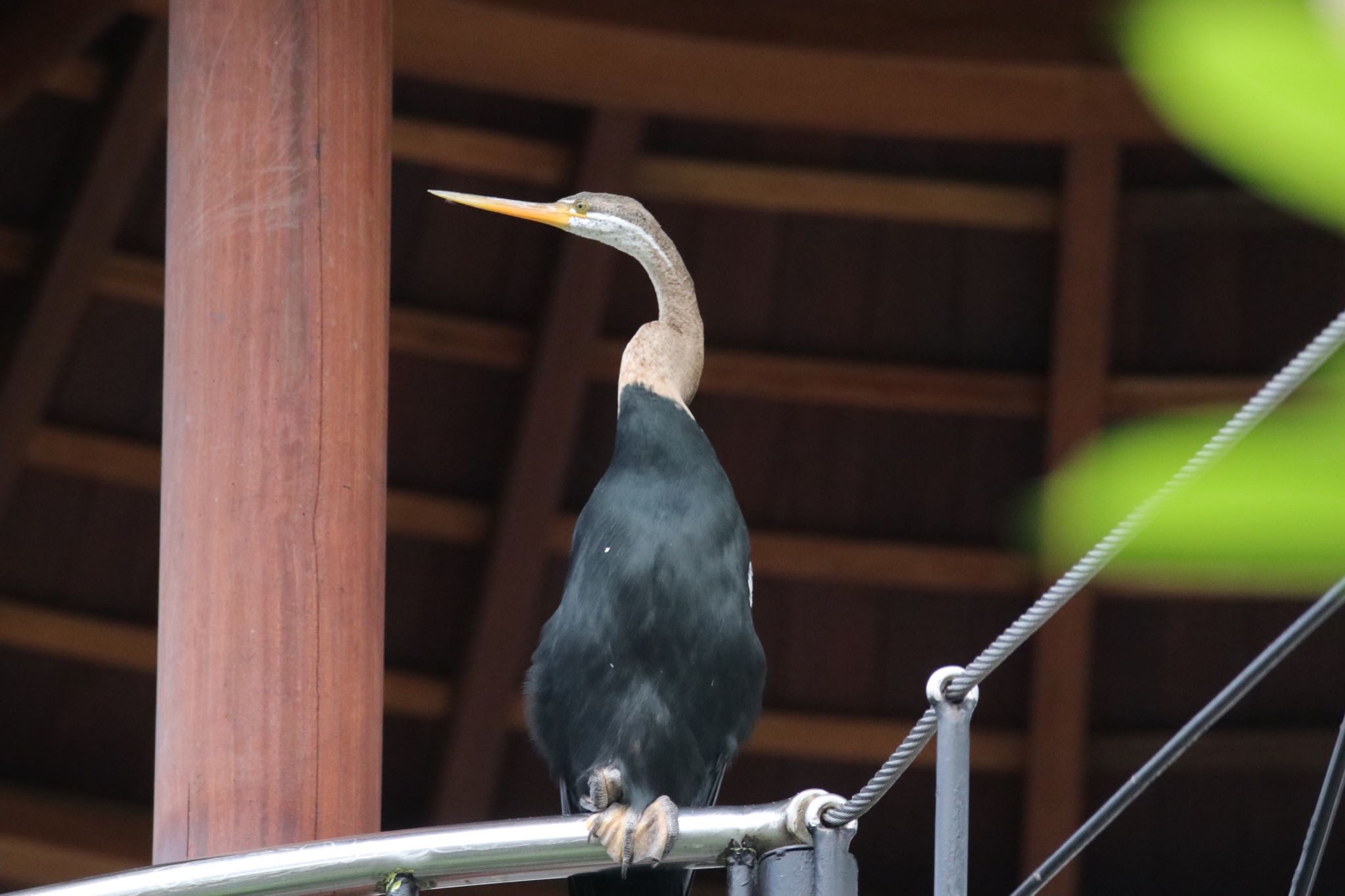 Photo of Pelagic Cormorant at バリバードパーク by nejimakibird