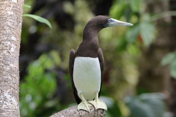 Brown Booby バリバードパーク Fri, 10/18/2019