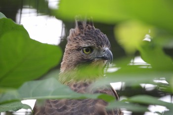 Javan Hawk-Eagle