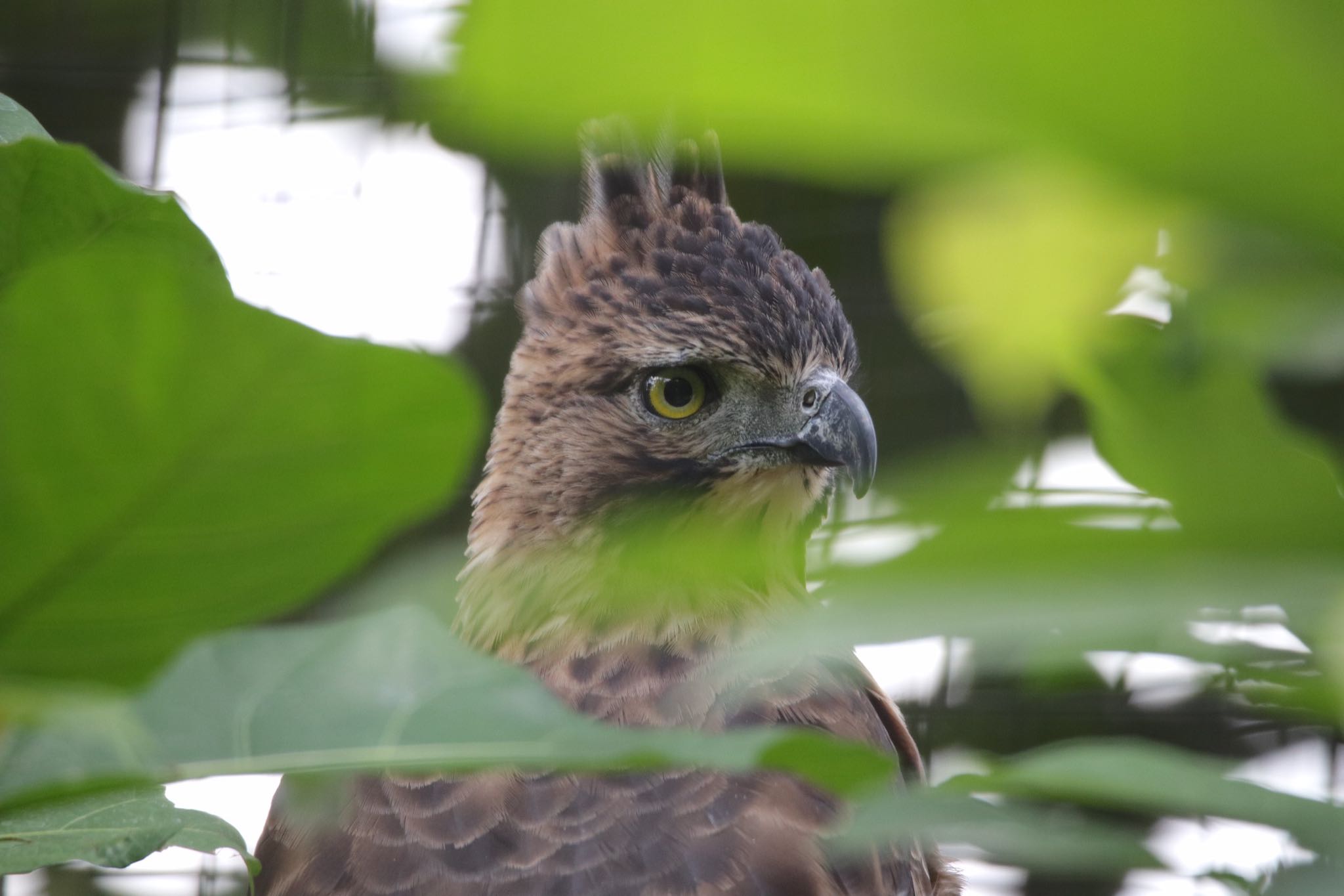 Photo of Javan Hawk-Eagle at バリバードパーク by nejimakibird