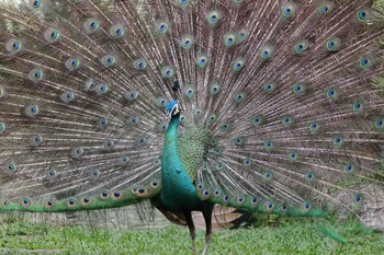 Green Peafowl バリ　バードパーク Fri, 10/18/2019