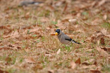 Japanese Grosbeak Kyoto Gyoen Sat, 2/15/2020