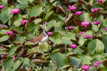 2020年2月8日(土) トゥンブアデーン市場の野鳥観察記録