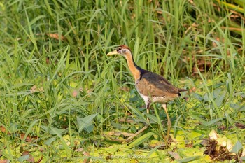 Bronze-winged Jacana カセサート大学 ガンペーンセーンキャンパス Sat, 2/8/2020