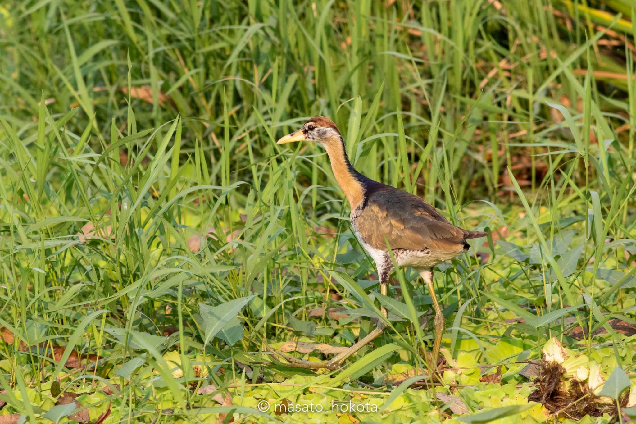 Photo of Bronze-winged Jacana at カセサート大学 ガンペーンセーンキャンパス by Trio