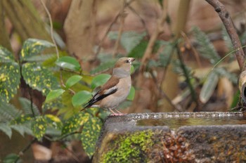 Hawfinch Kyoto Gyoen Sat, 2/15/2020