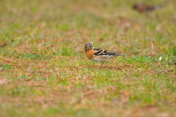 Brambling Kyoto Gyoen Sat, 2/15/2020