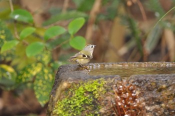 Goldcrest Kyoto Gyoen Sat, 2/15/2020