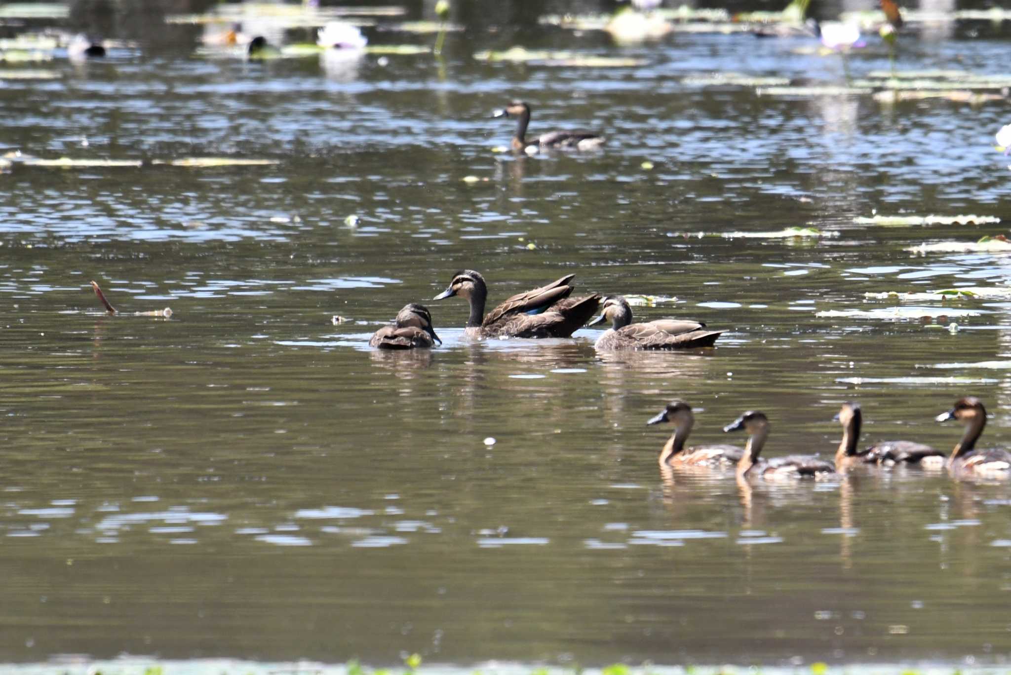 Photo of Pacific Black Duck at Lake Field National Park by あひる