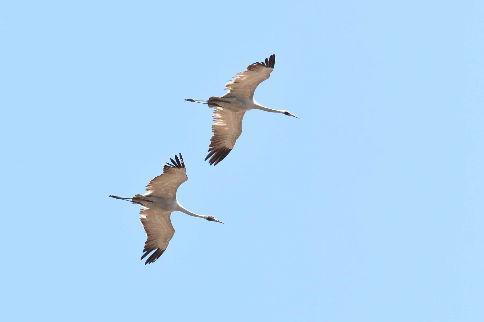 Brolga