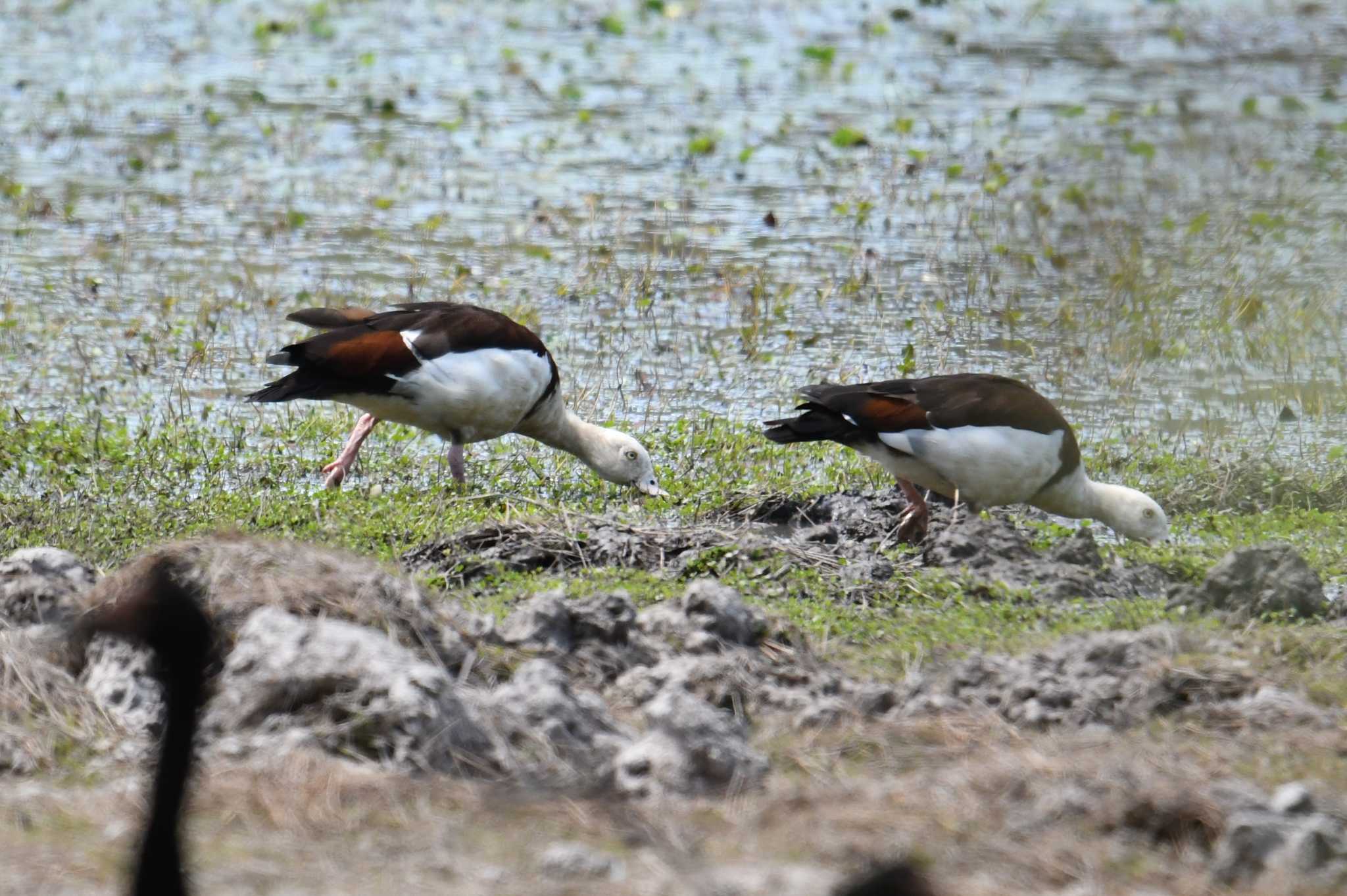 Photo of Radjah Shelduck at Lake Field National Park by あひる