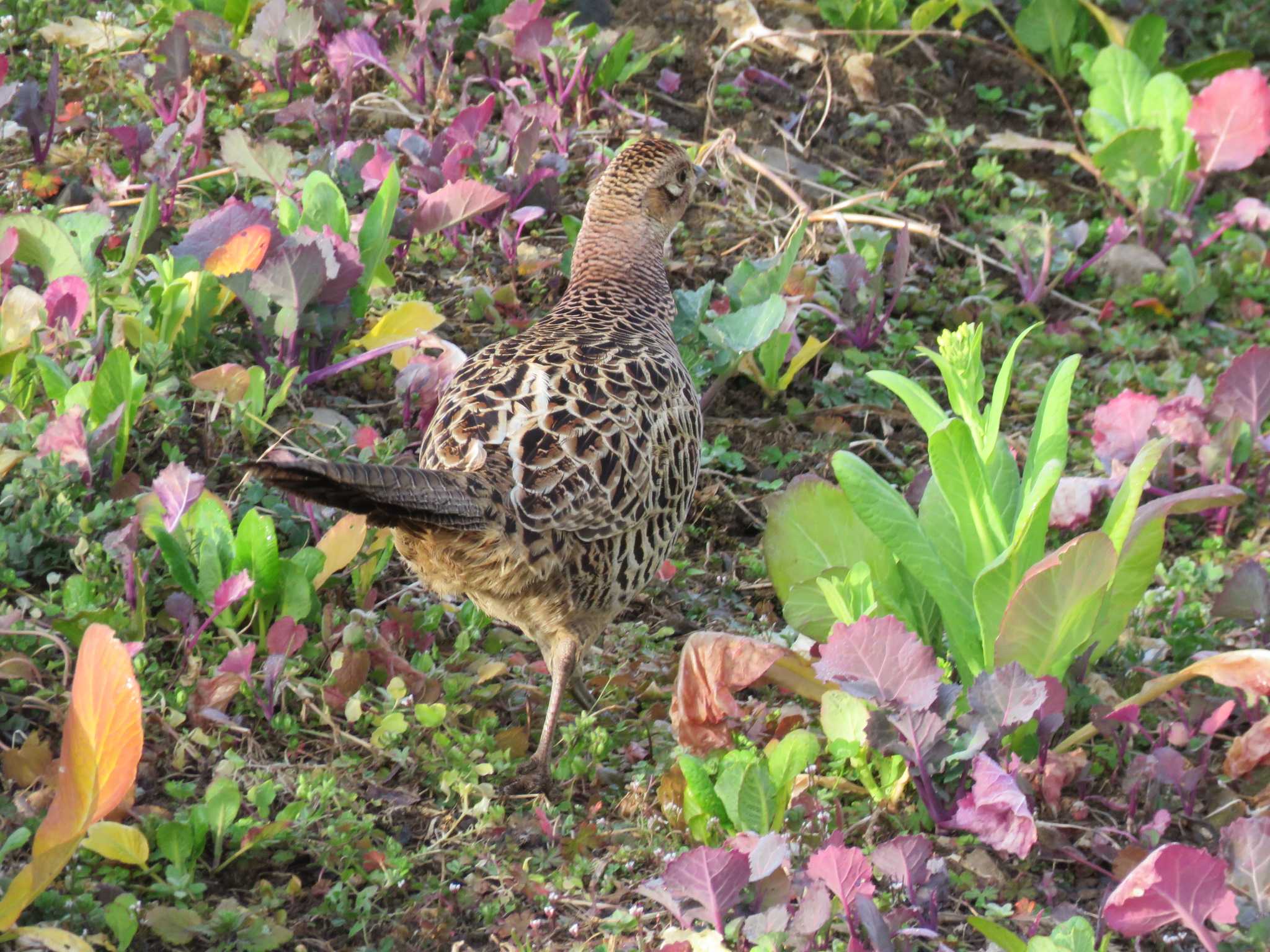 Photo of Green Pheasant at あきる野市 by Bo-zai