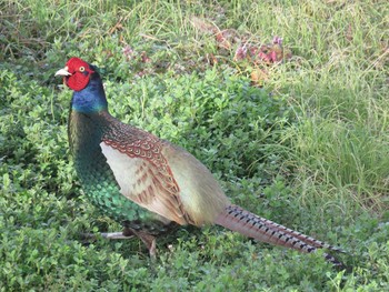 Green Pheasant あきる野市 Sat, 2/15/2020