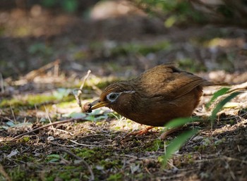 ガビチョウ 智光山公園 2020年2月10日(月)