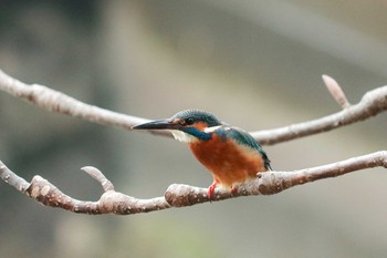 2020年1月16日(木) 三ツ池公園(横浜市鶴見区)の野鳥観察記録