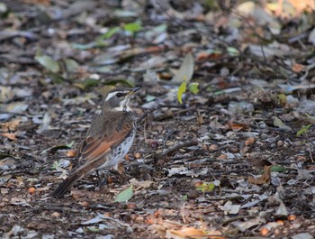 Dusky Thrush Showa Kinen Park Sun, 2/15/2015