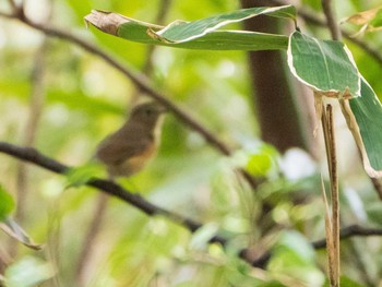 2020年2月15日(土) 六義園の野鳥観察記録