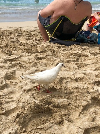 カワラバト  Waikiki Beach, Honolulu, HI 2020年2月12日(水)