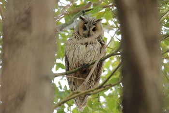 Long-eared Owl 神奈川県 Sat, 2/15/2020