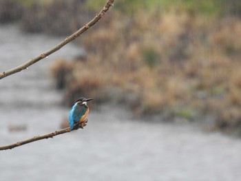 Sun, 2/16/2020 Birding report at 高野川、京都