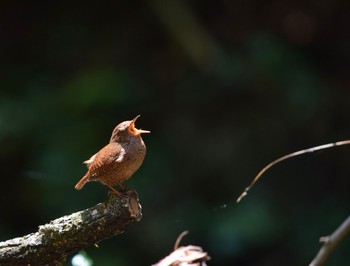 Eurasian Wren Kogesawa Forest Load Sun, 4/26/2015