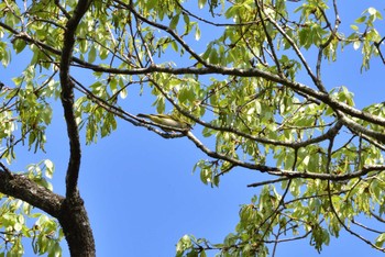 Eastern Crowned Warbler Unknown Spots Sun, 4/22/2018