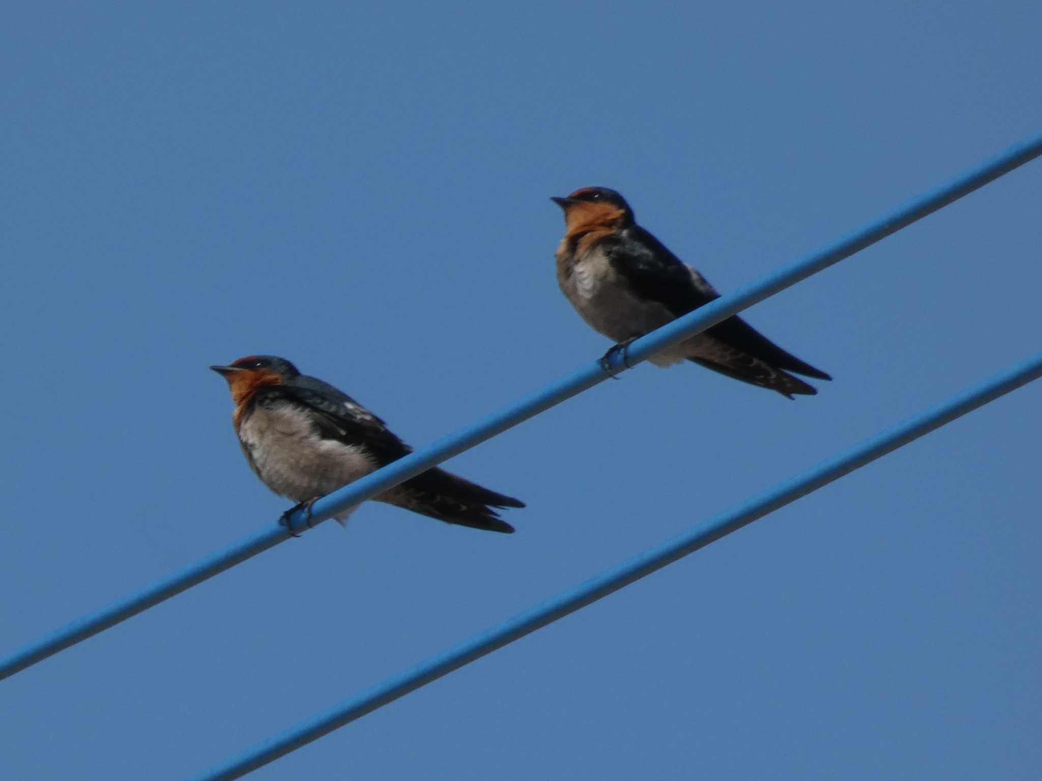 Photo of Pacific Swallow at Yoron Island by あおこん