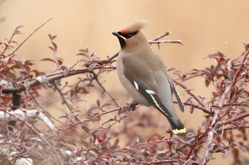 Bohemian Waxwing