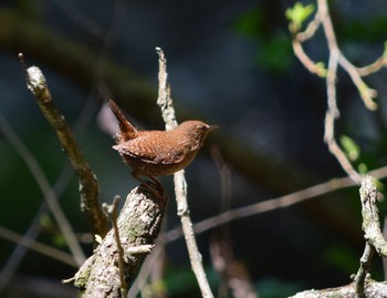 Eurasian Wren Kogesawa Forest Load Sun, 4/26/2015