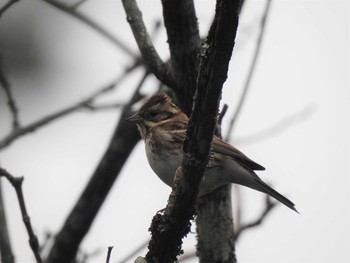 Rustic Bunting 三河湖 Sun, 2/16/2020