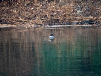 ホオジロガモ 東京港野鳥公園 2020年2月16日(日)