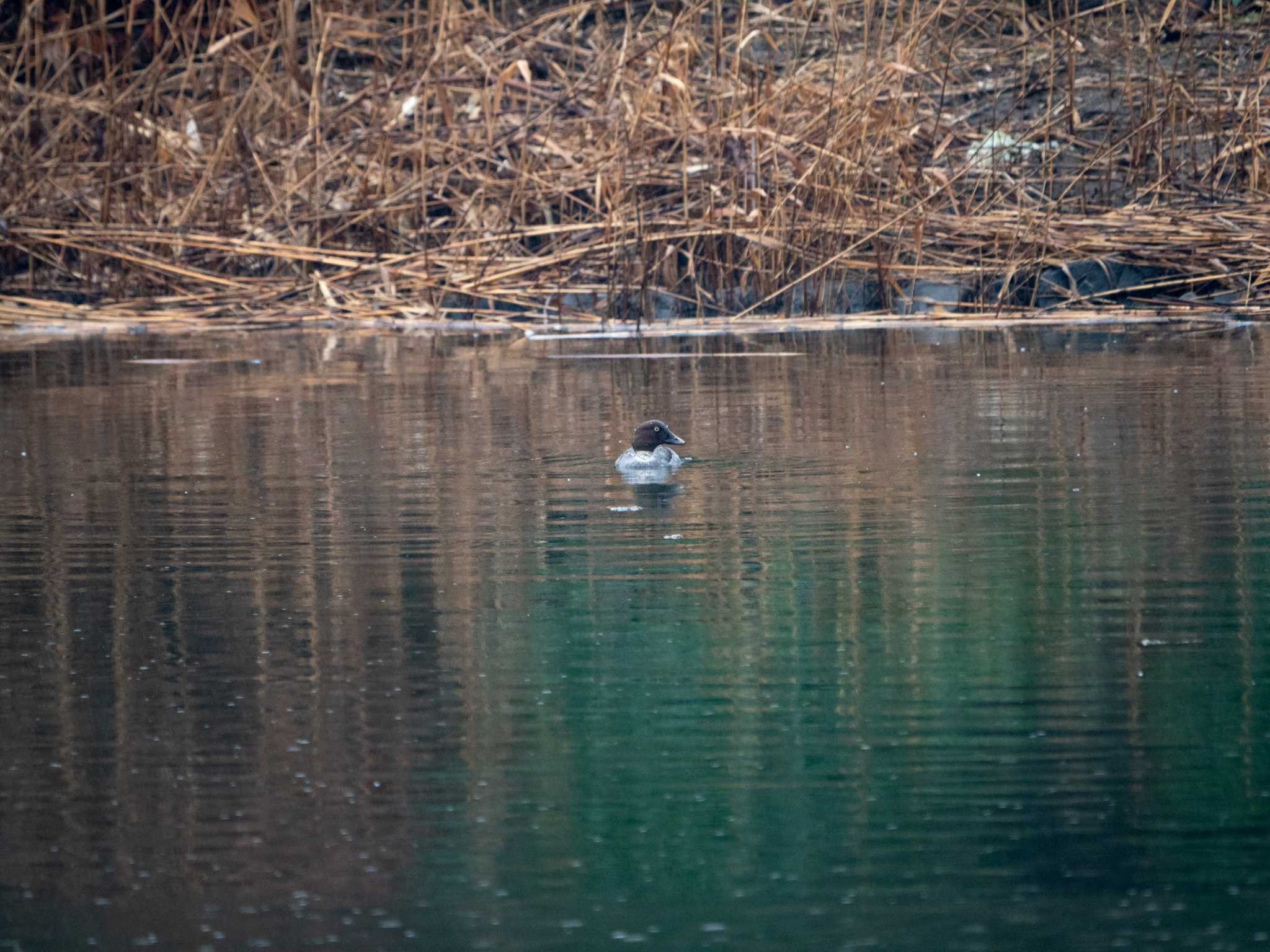 東京港野鳥公園 ホオジロガモの写真 by ふなきち