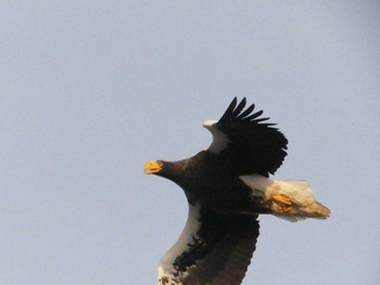 Sat, 2/15/2020 Birding report at 弁天沼(苫小牧)