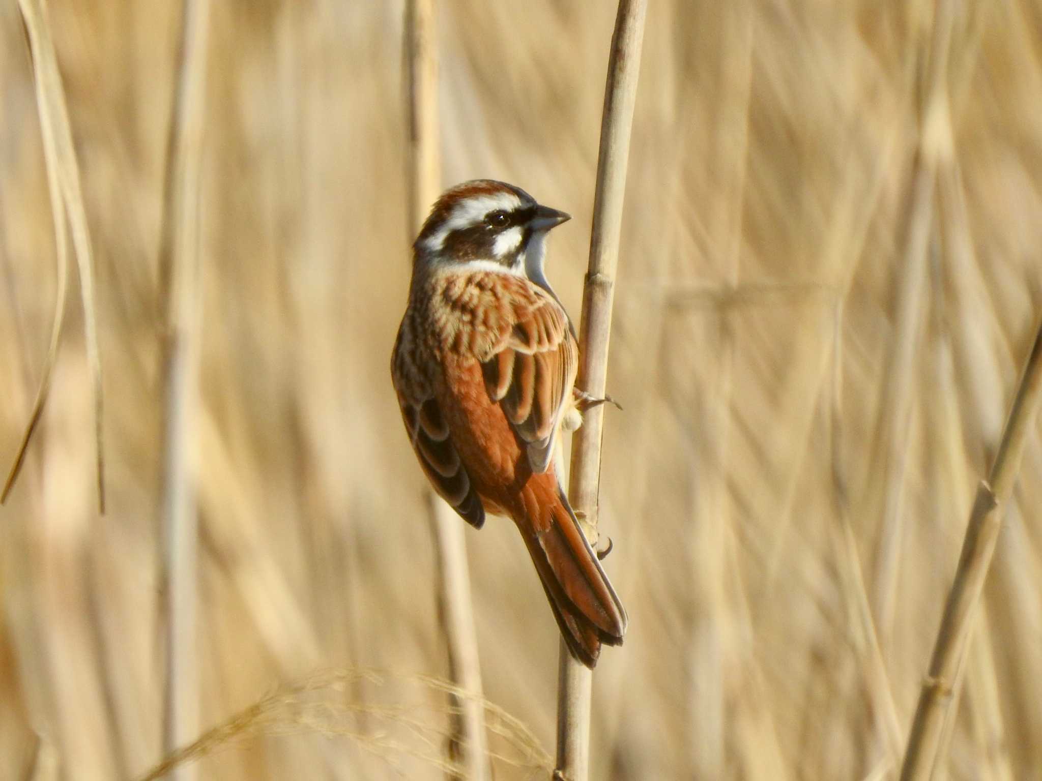 Meadow Bunting