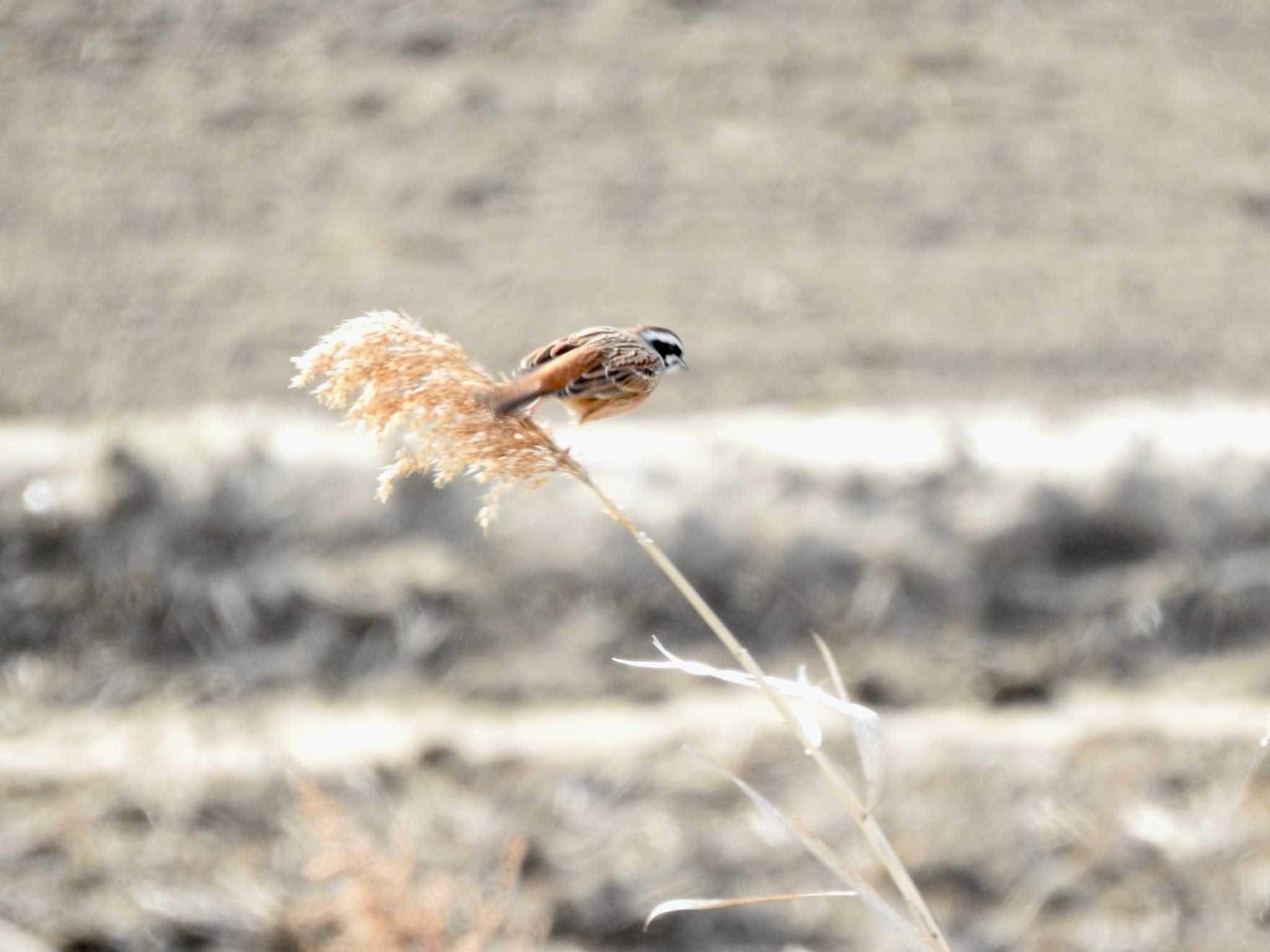 Meadow Bunting