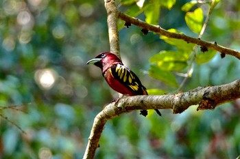 2020年2月10日(月) タイ中部の野鳥観察記録