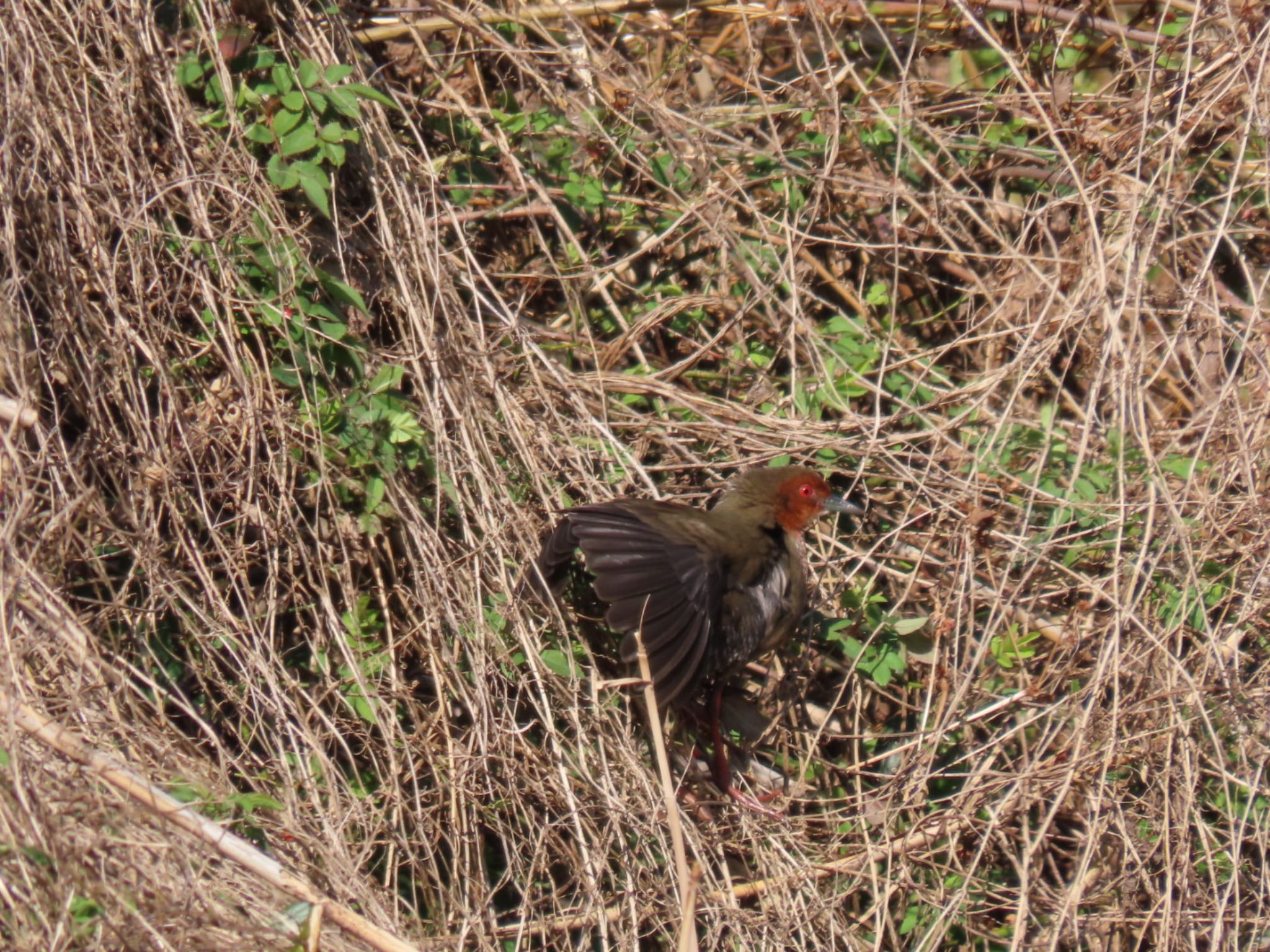 Ruddy-breasted Crake