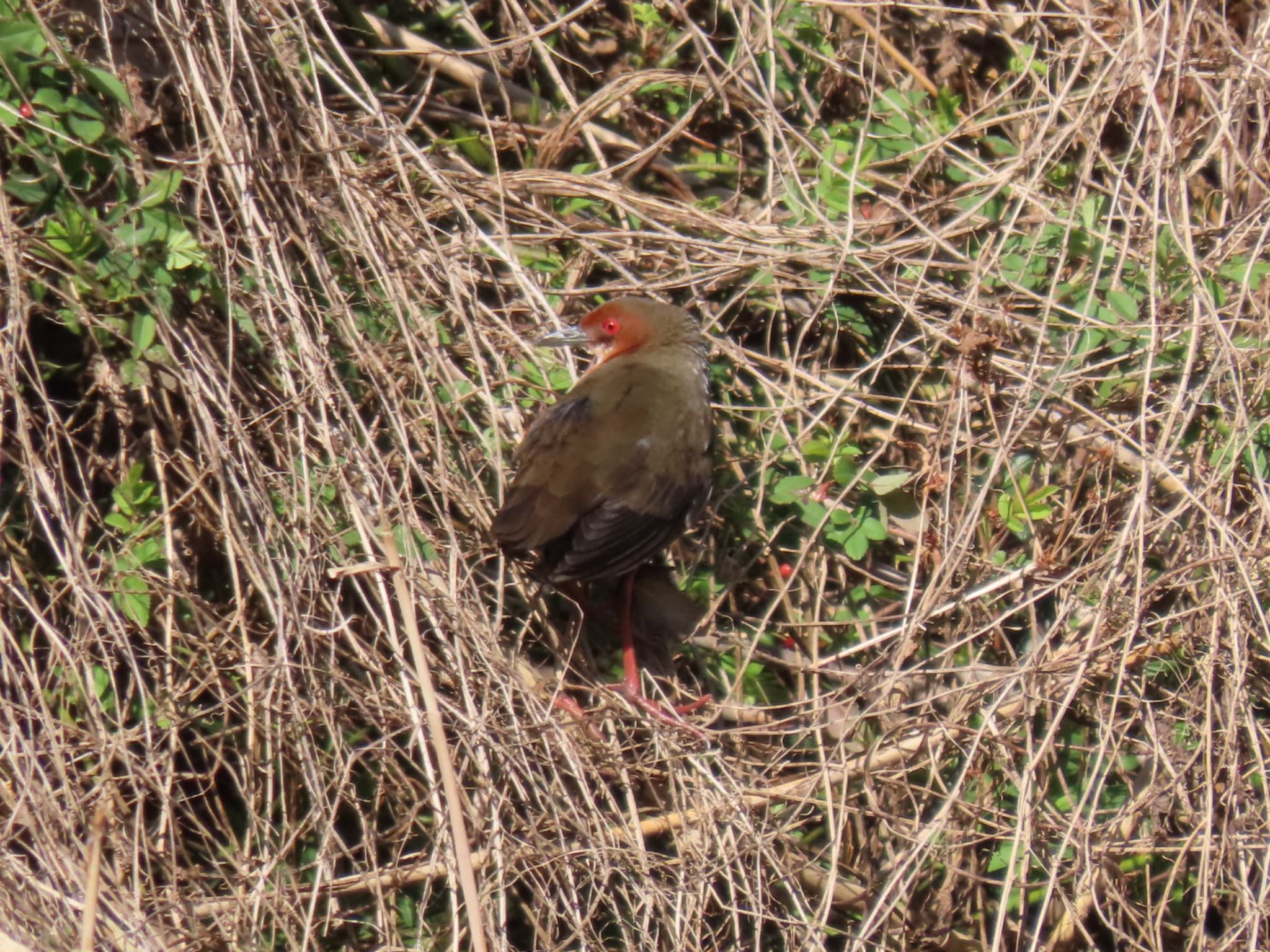 Ruddy-breasted Crake