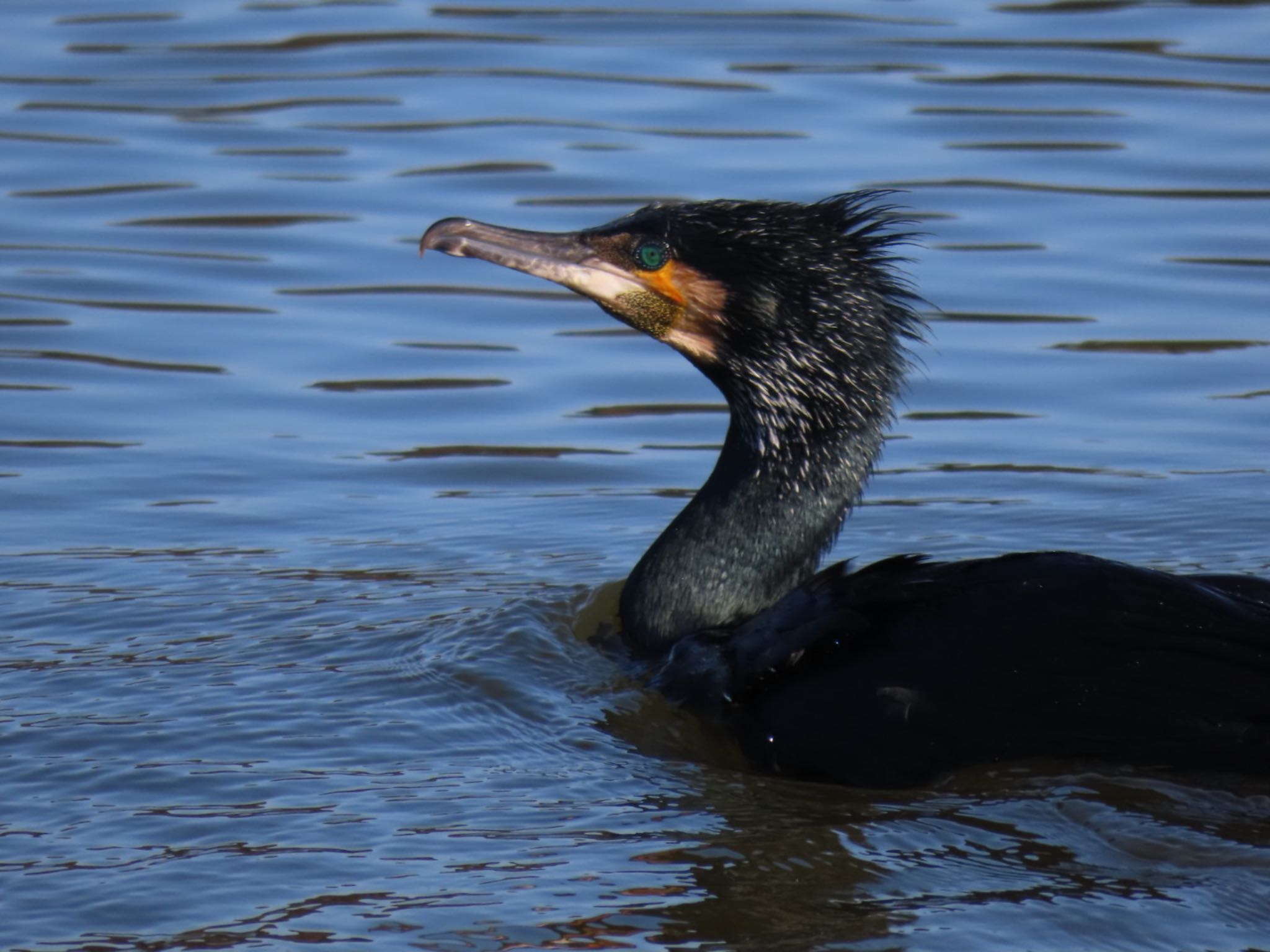 Great Cormorant