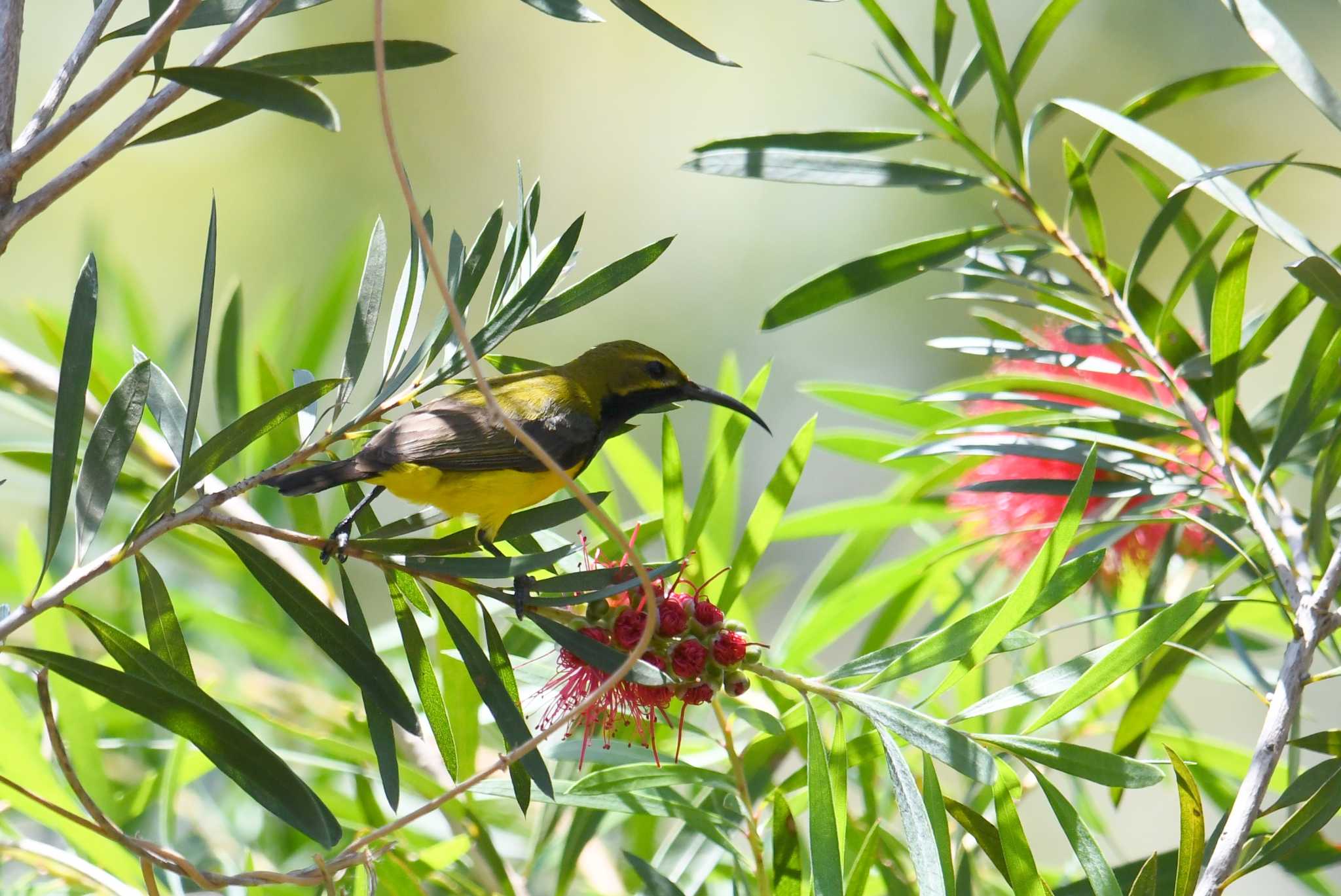 Photo of Ornate Sunbird at Lake Field National Park by あひる