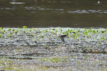 Comb-crested Jacana Lake Field National Park Mon, 10/14/2019