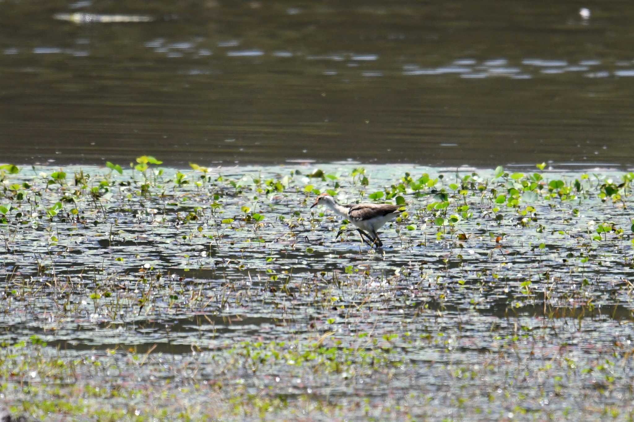 Photo of Comb-crested Jacana at Lake Field National Park by あひる