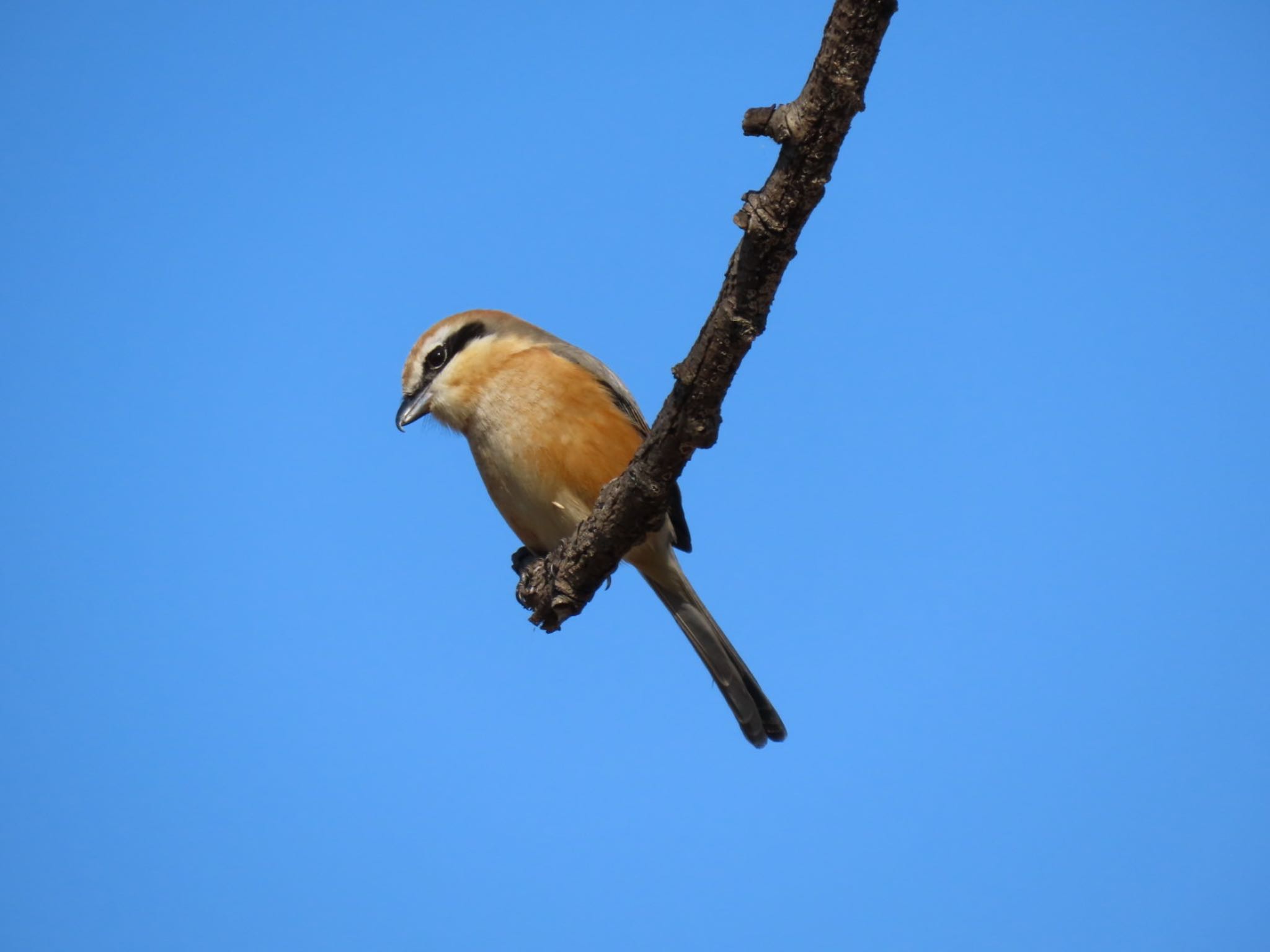 Bull-headed Shrike