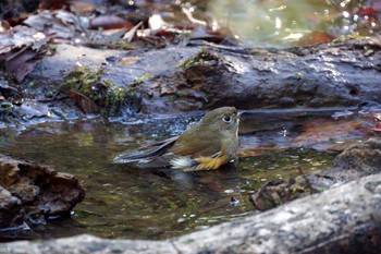 Red-flanked Bluetail 神奈川県 Sun, 2/9/2020