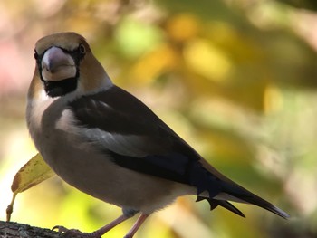 2019年12月1日(日) 服部緑地の野鳥観察記録